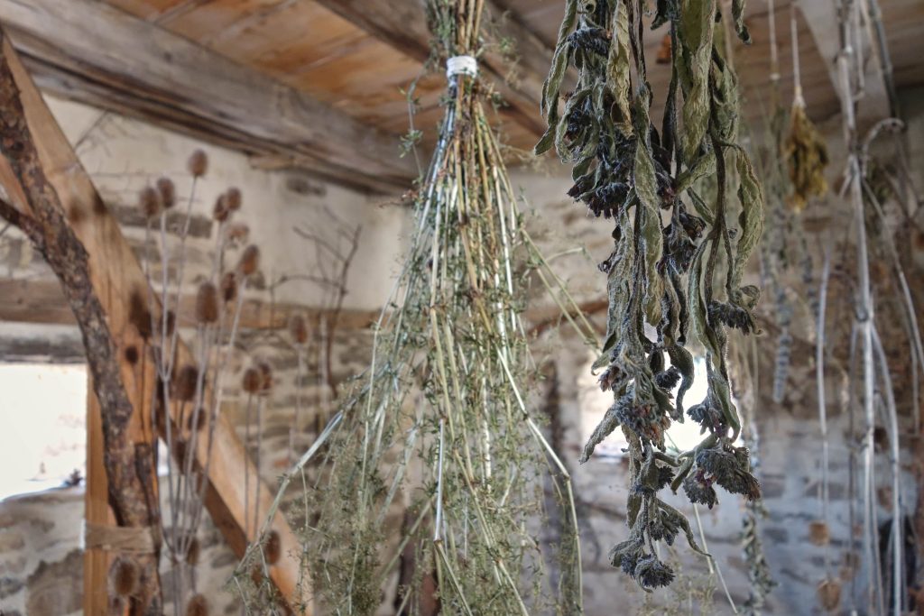 Dried herbs hanging from a ceiling